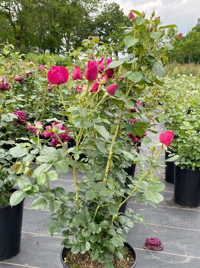 Rosa 'Für Elise' ADR-Rose, Beetrose 'Für Elise' ADR-Rose C5 im Topf mit pinken Blütenknospen und grünem Laub