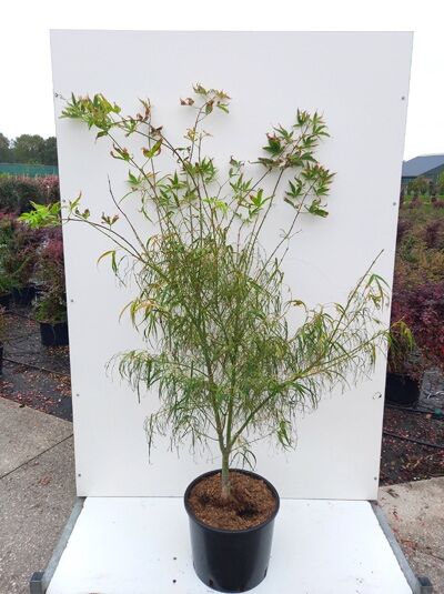 Fächerahorn 'Koto-no-ito' (Acer palmatum) 125-150 cm C20, schlanker Stamm, feine fadenförmige grüne Blätter im Topf.