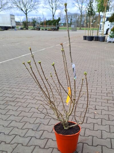 Syringa vulgaris 'Beauty of Moscow ®' (Edelflieder 'Beauty of Moscow') 40-60 cm C5, mehrtriebiger Strauch im Topf mit Knospen