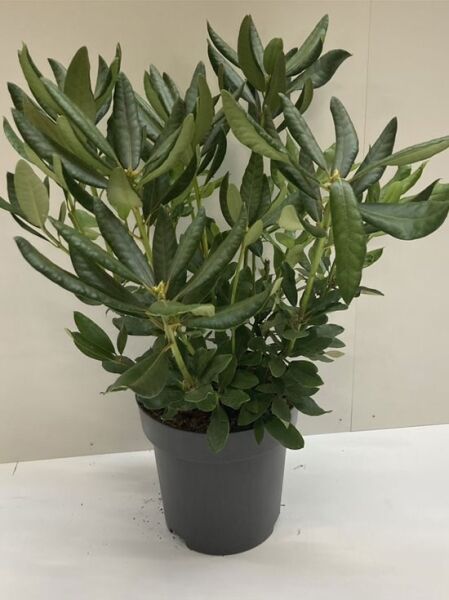 Rhododendron Hybride 'Nova Zembla' / Rhododendron 'Nova Zembla', Immergrüner Rhododendron im Container, 50-60 cm, C10.