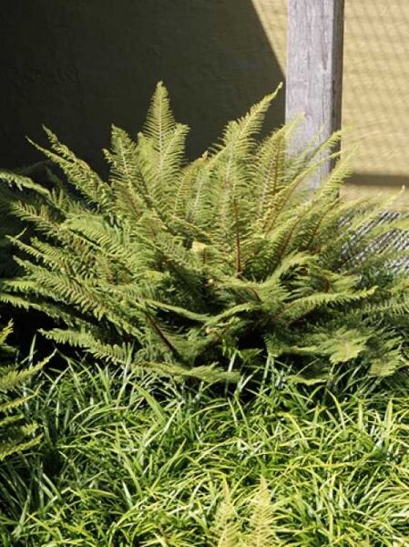 Dahlemer Filigran-Garten-Farn 'Dahlem' / Polystichum setiferum 'Dahlem'