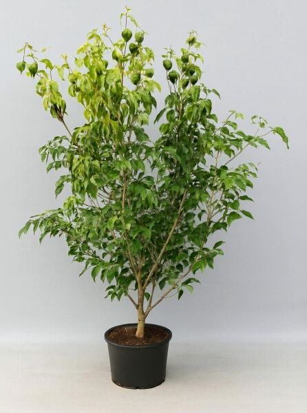 Chinesischer Blumen-Hartriegel Cornus kousa var. chinensis 'China Girl' 175-200 cm C35, mehrstämmig im Topf mit grünem Laub.