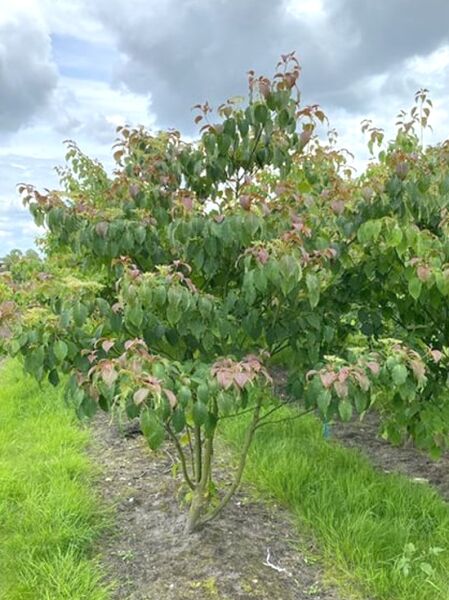 Pagoden-Hartriegel (Cornus controversa) mehrstämmig, 200–250 cm, mit dichtem Laub und leicht rötlichem Neuaustrieb.