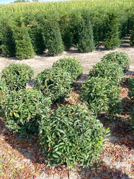 Prunus lusitanica 'Angustifolia' Kugel, Portugiesischer Kirschlorbeer, Solitär 50-60 cm m. B., rund geschnittene Sträucher im Feld