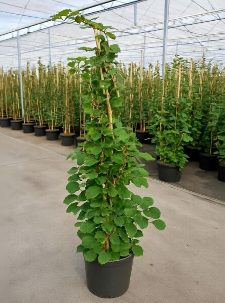Hydrangea anomala petiolaris (Kletter-Hortensie) 175-200 cm C20, Kletterpflanze im Topf am Bambusgerüst mit grünen Blättern