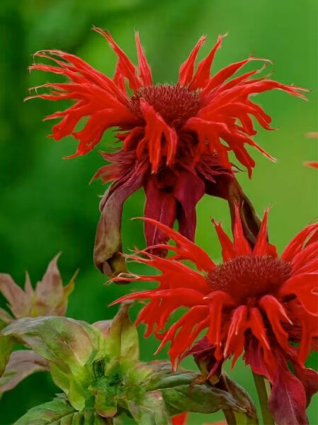 Garten-Indianernessel 'Cambridge Scarlet' - Monarda fistulosa 'Cambridge Scarlet'