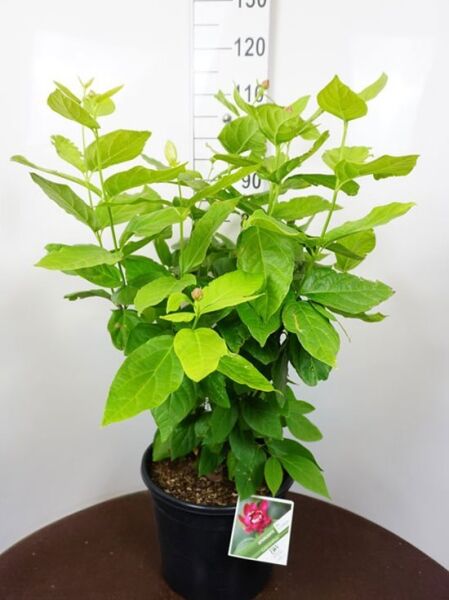 Gewürzstrauch 'Aphrodite' (Calycanthus floridus) 60–80 cm im C12-Topf, grüner Strauch mit dichtem Laub und Pflanzenetikett.