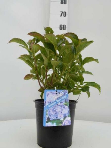 Bauern-Hortensie 'Renate' (Hydrangea macrophylla) im Topf, 30-40 cm, C2.5, grünes Laub mit Pflanzetikett.