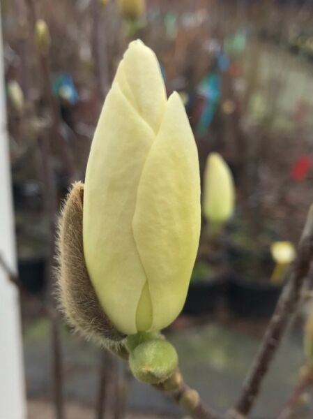 Magnolie 'Honey Tulip' / Magnolia 'Honey Tulip'