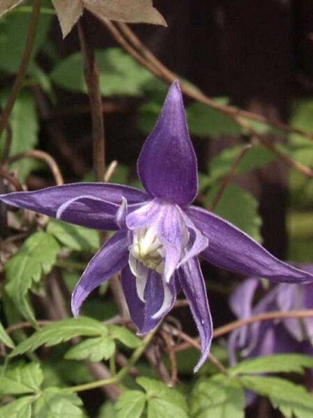 Waldrebe 'Blue Bird' / Clematis 'Blue Bird'