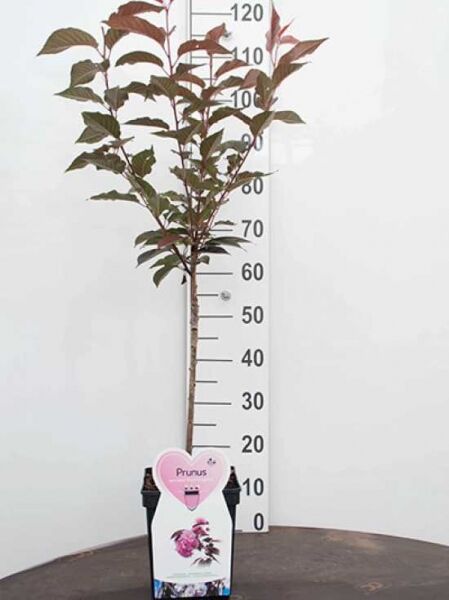 Prunus serrulata 'Royal Burgundy' Stämmchen, Rotblättrige Nelkenkirsche, 60 cm Stamm, im Topf C4 mit rotem Laub.