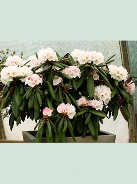 Rhododendron rex 'Rexima' / Rhododendron 'Rexima' 70-80 cm (Breite) m. B., Solitär mit rosa-weißen Blüten und grünen Blättern