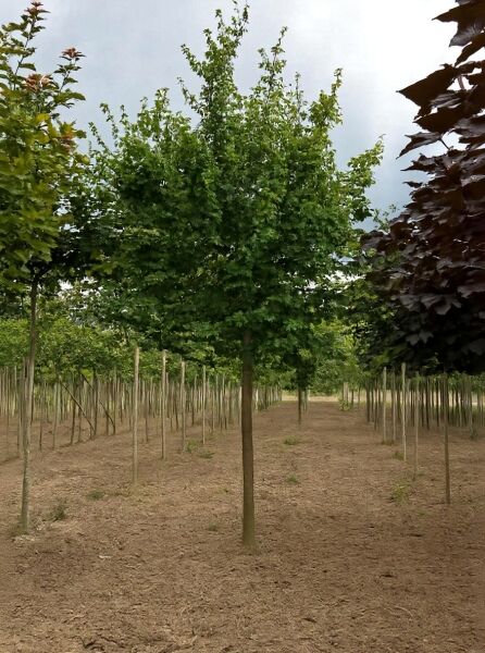Acer campestre (Feld-Ahorn) Hochstamm 20-25 StU mit Drahtballen, Baum mit geradem Stamm und dichter grüner Krone.