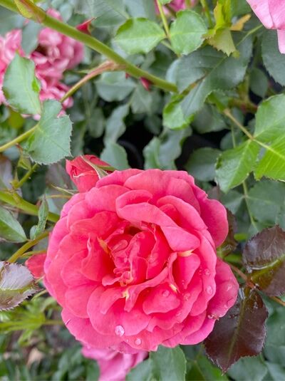 Rosa 'Mandarin 2016'® / Zwergrose 'Mandarin 2016'® mit gefüllter, pinker Blüte und grünem Laub