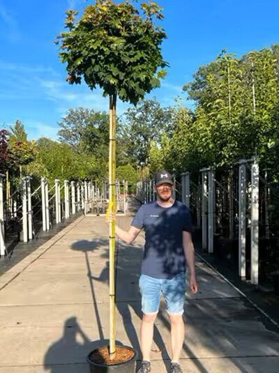 Acer platanoides 'Golden Globe' Gold-Kugelahorn, 225 cm Stamm 10-12 StU, im Container, Hochstamm mit kugeliger Krone.