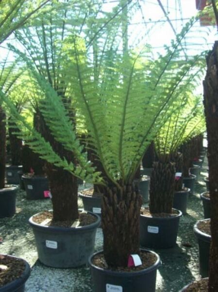 Baumfarn / Australischer Taschenfarn / Baumfarn / Australischer Taschenfarn