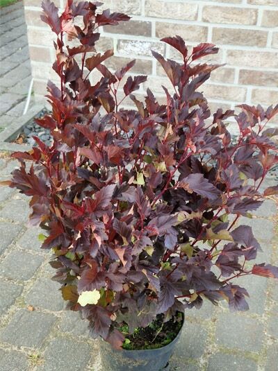 Physocarpus opulifolius 'Summer Wine®' / Rotblättrige Fasanenspiere, 60–80 cm, C5, Strauch im Topf mit dunkelrotem Laub