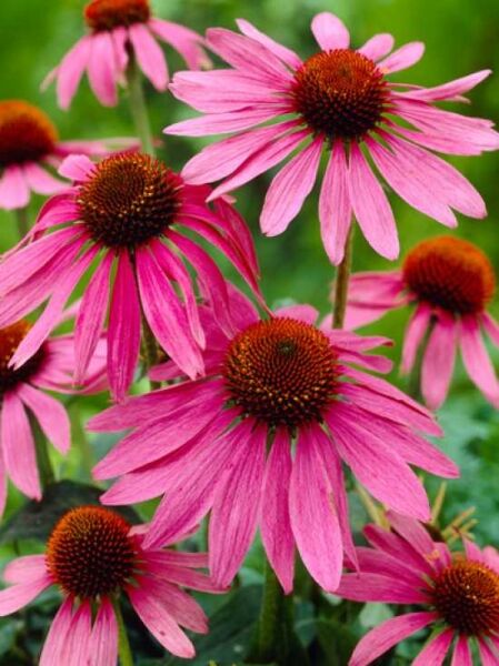 Schein-Sonnenhut 'Magnus' / Echinacea purpurea 'Magnus'