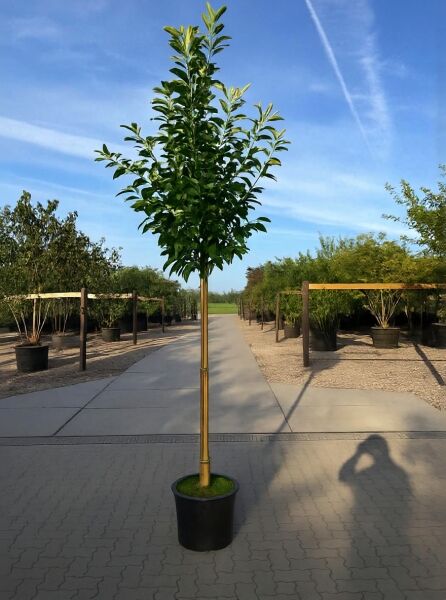 Prunus laurocerasus 'Novita' / Kirschlorbeer 'Novita' Hochstamm, ca. 180 cm Stamm 12-14 StU, im Container mit grünen Blättern