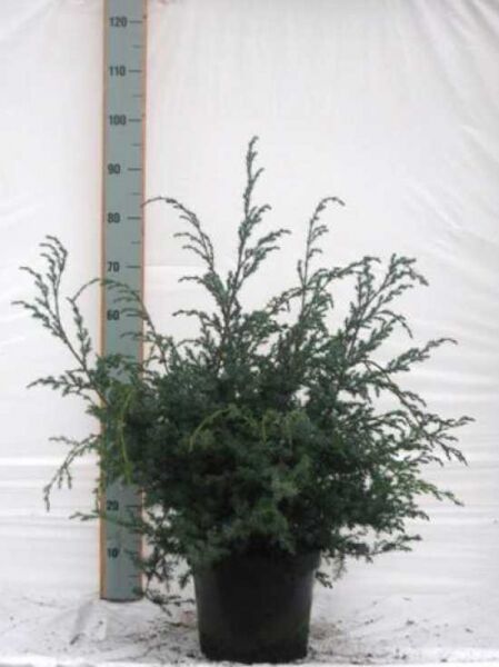 Juniperus chinensis 'Blue Alps' / Strauch-Wacholder 'Blue Alps', 60–70 cm, im C15-Topf mit blaugrünem Nadellaub