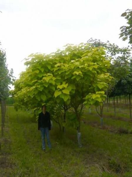 Catalpa bignonioides 'Aurea' / Gold-Trompetenbaum
