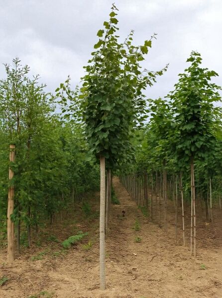 Populus tremula (Zitterpappel, Espe) Hochstamm 16-18 StU mit Drahtballen, schlanker Stamm mit grüner Krone