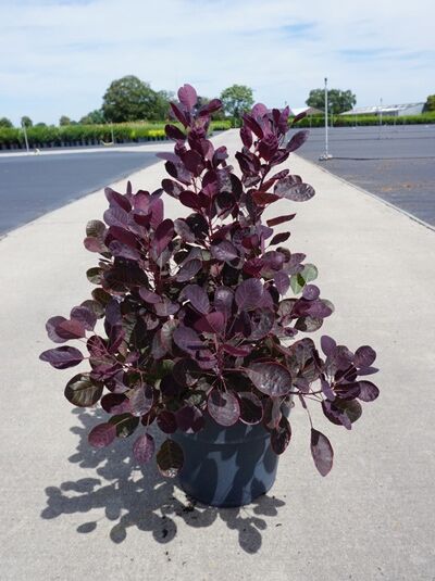 Cotinus coggygria 'Lilla'®, Perückenstrauch 'Lilla'®, 40-60 cm C5, im Topf mit dunkelpurpurnem Laub.