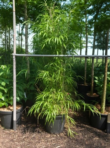 Säulen-Bambus (Semiarundinaria fastuosa / Arundinaria fastuosa) im Topf, 200-250 cm, C20, aufrechter Wuchs mit schmalen Blättern