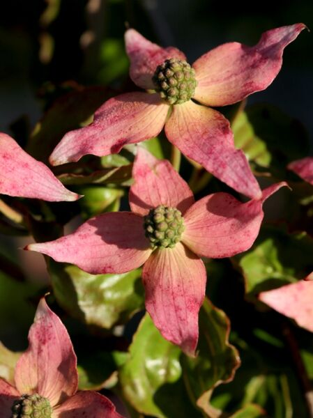 Japanischer Blumen-Hartriegel 'Beni Fuji' / Cornus kousa 'Beni Fuji'