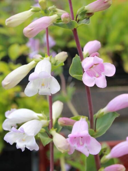 Bartfaden 'Prairie Jewel ® (War Axe)' / Penstemon grandiflorus 'Prairie Jewel® (War Axe)'