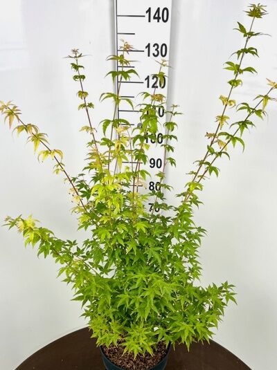 Acer palmatum 'Bi-hoo' / Fächer-Ahorn 'Bi-hoo', 100–125 cm, im Topf C12, mehrtriebige Pflanze mit grünem Laub.