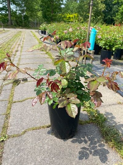 Rosa 'Westerland'® / Strauchrose 'Westerland' A-Qualität C5 im Topf, buschiger Wuchs mit rotgrünem Laub und Trieben