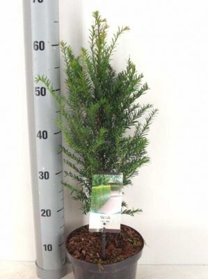 Eibe / Taxus günstig in TopBaumschulqualität kaufen