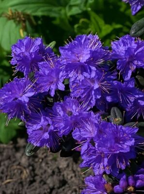 Zwergrhododendron 'Azurika' - Rhododendron impeditum 'Azurika' - Baumschule  NewGarden