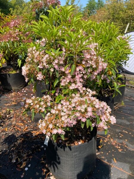 Kalmia latifolia ‘Hania’ (Lorbeerrose/Berglorbeer) Solitär 60–70 cm, im Topf, mit rosafarbenen Blüten und grünen Blättern