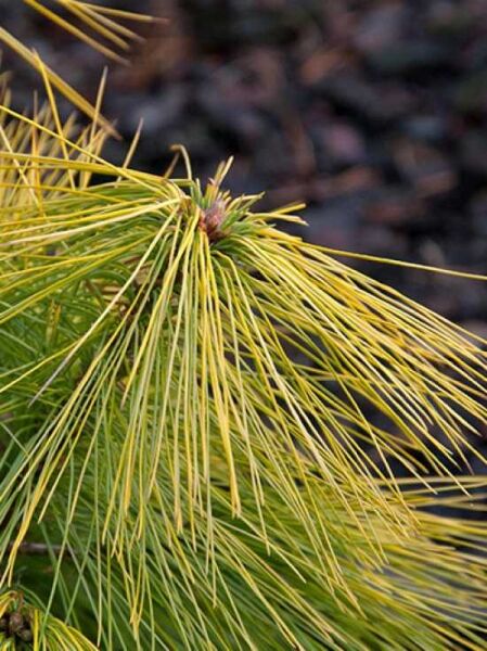 Pinus strobus 'Louie' / Weymouths-Kiefer 'Louie' mit langen, gelbgrünen Nadeln und Knospe am Triebende