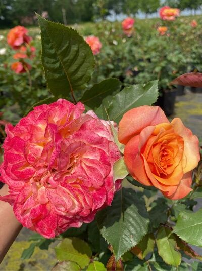 Rosa 'La Villa Cotta'® / Strauchrose 'La Villa Cotta'® mit gefüllten orange-rosa Blüten und grünem Laub am Trieb