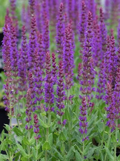 Salvia nemorosa 'Ostfriesland' / Steppen-Salbei 'Ostfriesland' mit violetten Blütenähren und grünem Laub im Beet