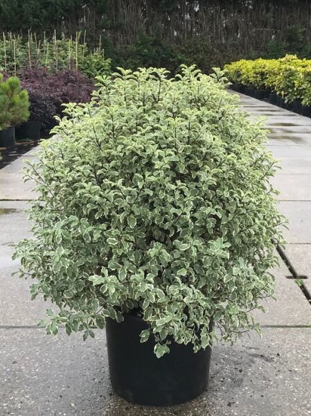 Pittosporum tenuifolium 'Silver Ball' / Schmalblättriger Klebsame 'Silver Ball', 70–80 cm, C25, buschiger Strauch im Topf