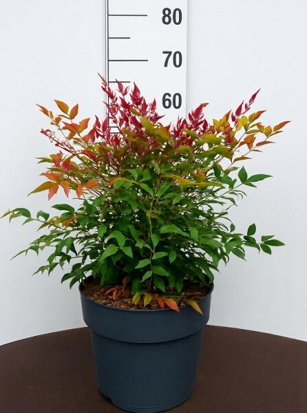 Nandina domestica 'Obsessed' (Heiliger Bambus) im Topf C10, 30–40 cm, buschiger Wuchs mit grünem und rotem Laub