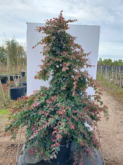 Loropetalum chinense 'Daybreak's Flame' / Riemenblüte 'Daybreak's Flame' 125-150 cm C35, Strauch im Container mit rotgrünem Laub