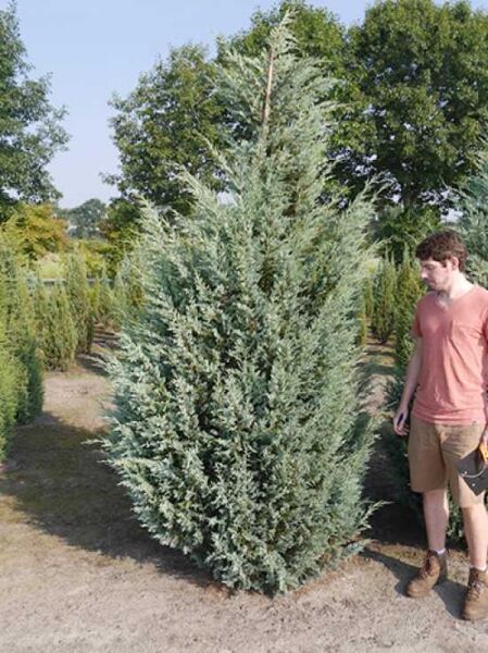Juniperus scopulorum 'Moonglow' / Säulen-Wacholder 'Moonglow', säulenförmiger, blaugrauer Nadelgehölz-Strauch im Feldstand.