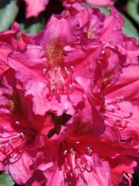 Rhododendron Hybride 'Mrs. P. Den Ouden' / Rhododendron 'Mrs. P. Den Ouden'