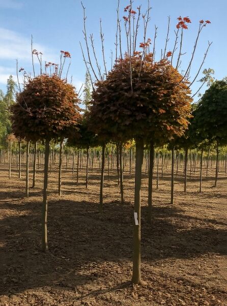 Spitz-Ahorn Acer platanoides 'Crimson Sentry' Hochstamm 14-16 StU mit dichtem, kugeligem Kronenaufbau und dunkelrotem Laub