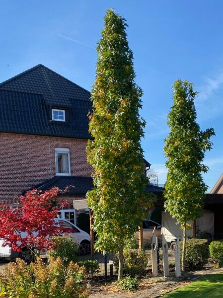 Säulen-Amberbaum 'Slender Silhouette' / Liquidambar styraciflua 'Slender Silhouette'