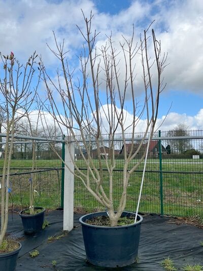 Gold-Trompetenbaum 300-350 cm / Catalpa bignonioides 'Aurea' (1567627)