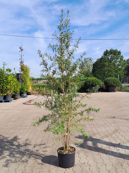 Sanddorn 'Leikora (w) + Pollmix (m)' / Sanddorn 'Leikora (w) + Pollmix (m)'