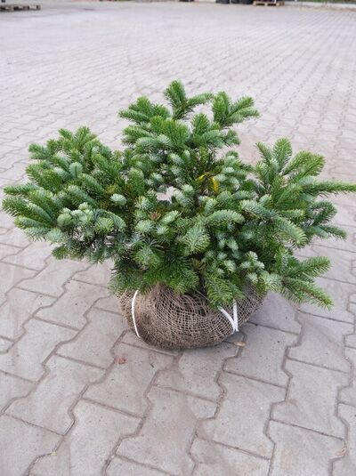 Abies amabilis 'Spreading Star' / Purpurtanne 'Spreading Star' 40-50 cm, frisch gewurzelte Pflanze im Wurzelballen.
