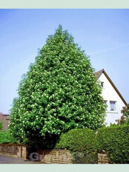Sorbus aucuparia 'Edulis' / Mährische Eberesche / Essbare Eberesche