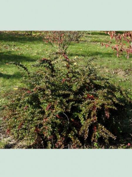 Berberis verruculosa / Warzen-Berberitze